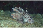 redseasept2003a082.jpg