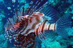 redseasept2003a085.jpg