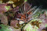 redseasept2003a103.jpg