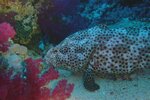 redseasept2003a109.jpg