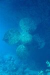 redseasept2003a173.jpg
