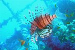 redseasept2003a0862.jpg