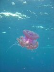 dsc0003611.jpg